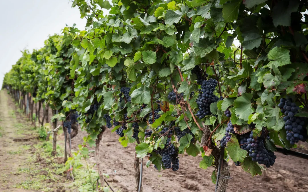 Blaufränkisch: Alles rund um den typischen Burgenländer