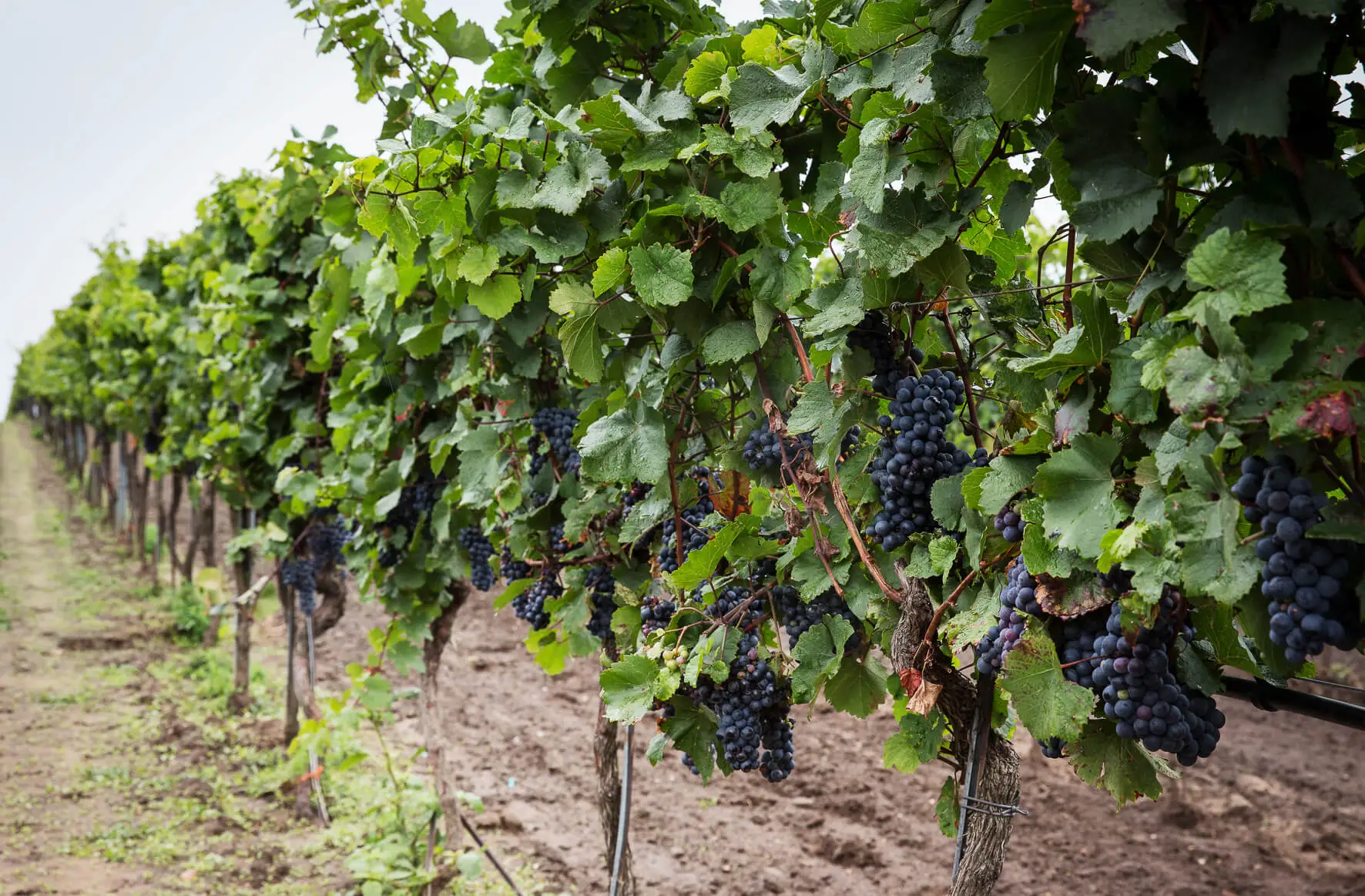 Weinstöcke mit roten Weintrauben am Weinberg der Familie Christa und Rudi Salzl in Illmitz, Burgenland
