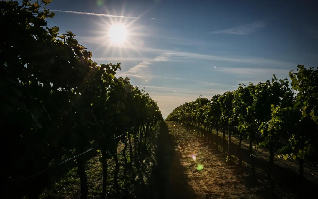 Urlaub am Neusiedlersee